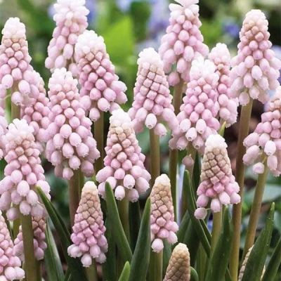 Мускари Пинк Санрайз Мускари Пинк Санрайз фото