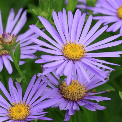 Астра кустарниковая Леди ин Блю фото