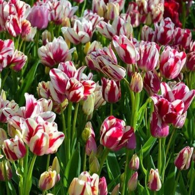 Тюльпан Флеминг Клаб Тюльпан Флеминг Клаб фото