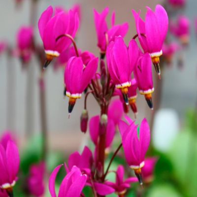 Додекатеон Ред Вингс Додекатеон Ред Вингс - Dolina-Sad.Ru