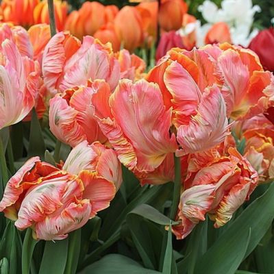 Тюльпан Эприкот Пэррот Тюльпан Эприкот Пэррот фото