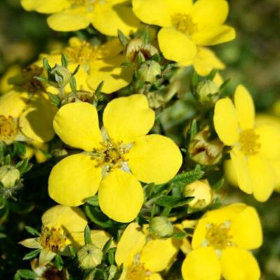 Лапчатка кустарниковая Голдтеппич, С1,5 Лапчатка кустарниковая Голдтеппич, С1,5 - Dolina-Sad.Ru