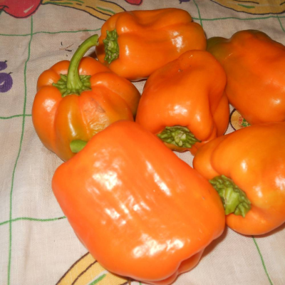 Перец Испанский бык+Оранжевый бык автор. Перец Испанский бык+Оранжевый бык автор. - Dolina-Sad.Ru