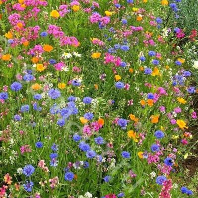 Газонная трава Цветочная поляна мавританский газон, 500 гр Газонная трава Цветочная поляна мавританский газон, 500 гр - Dolina-Sad.Ru