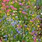 Газонная трава Цветочная поляна мавританский газон, 500 гр Газонная трава Цветочная поляна мавританский газон, 500 гр - Dolina-Sad.Ru