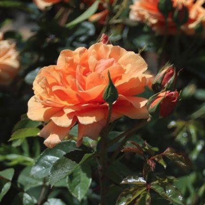 Роза Скайлайн - Dolina-Sad.Ru