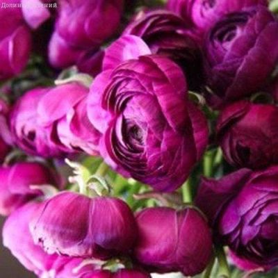Ранункулюс Перпл фото