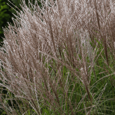 Мискантус китайский Клейн Сильберспайн Мискантус китайский Клейн Сильберспайн фото