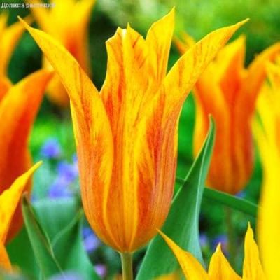 Тюльпан Венди Глоуб за рубль Тюльпан Венди Глоуб за рубль фото