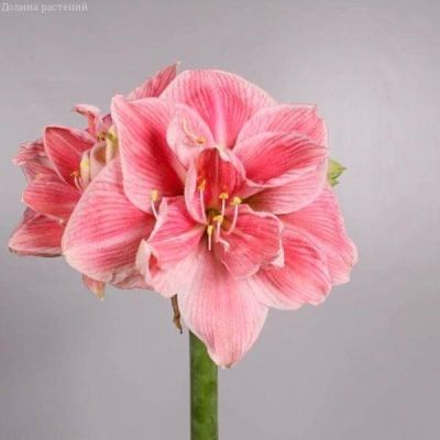 Амариллис Свит Нимф Амариллис Свит Нимф фото