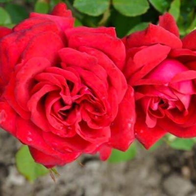 Роза Бургунд, С2 Роза Бургунд, С2 фото