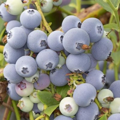 Голубика Поларис Среднерослая Голубика Поларис Среднерослая фото