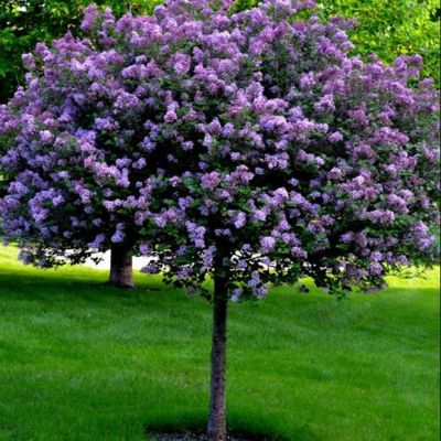 Сирень на штамбе Сенсация Сирень на штамбе Сенсация фото