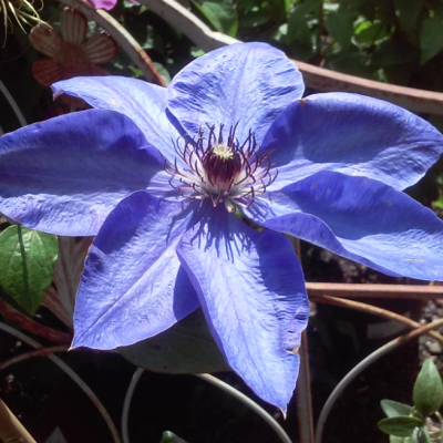 Клематис Блю Пилар, С2 Клематис Блю Пилар, С2 фото