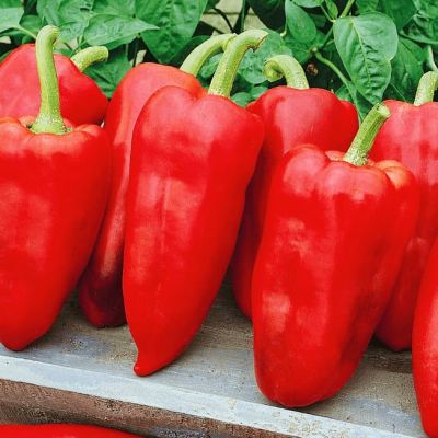 Перец сладкий Здоровяк (А) фото