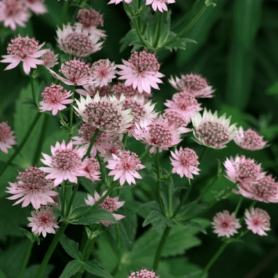 Астранция Флоренс , С1,5 фото