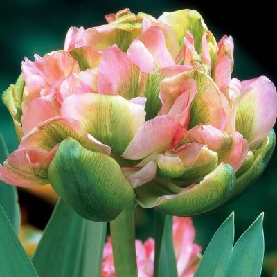 Тюльпан Дабл Вир Тюльпан Дабл Вир фото