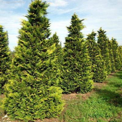 Кипарисовик Лавсона Стардаст Кипарисовик Лавсона Стардаст фото