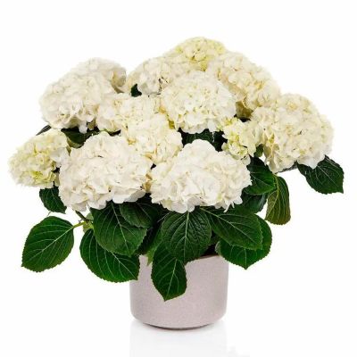 Гортензия крупнолистная Хай Кристал Пэлас - Dolina-Sad.Ru