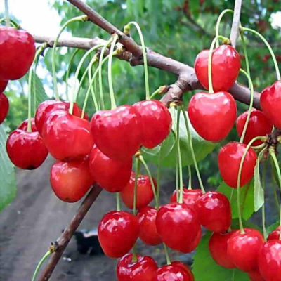 Черешня Ленинградская Розовая Черешня Ленинградская Розовая - Dolina-Sad.Ru