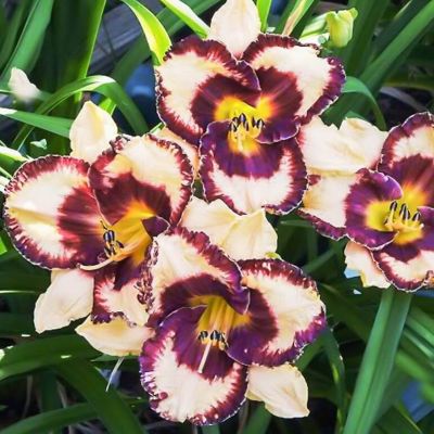 Лилейник Оупен Май Айс - Dolina-Sad.Ru