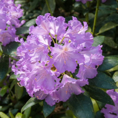 Рододендрон Голдфлиммер Рододендрон Голдфлиммер фото