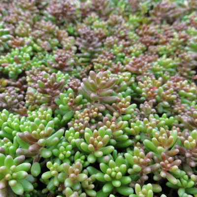 Седум Пачтлач фото