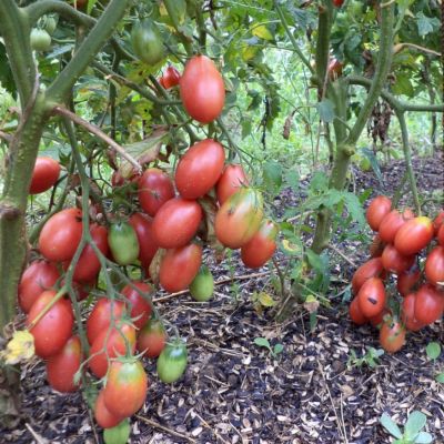 Томат Чио-чио-сан автор. Томат Чио-чио-сан автор. - Dolina-Sad.Ru