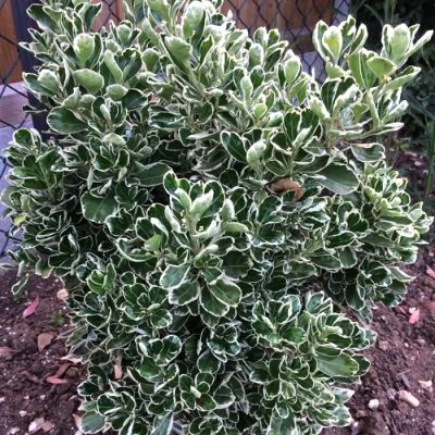 Бересклет японский Альбомаргинатус Бересклет японский Альбомаргинатус - Dolina-Sad.Ru