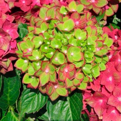 Гортензия крупнолистная Ребелион Ред Лав Гортензия крупнолистная Ребелион Ред Лав - Dolina-Sad.Ru