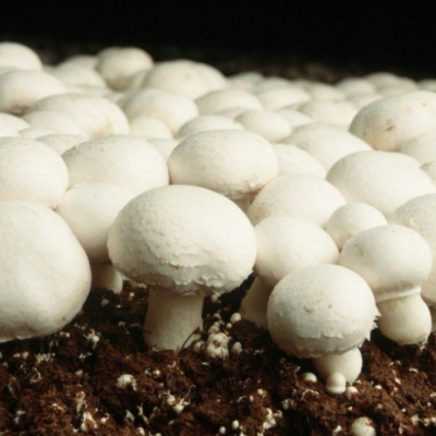 Шампиньон (в контейнере) фото