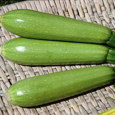 Кабачок Дония F1 (Clause/Франция) Кабачок Дония F1 (Clause/Франция) фото