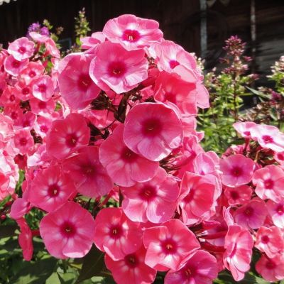 Флокс метельчатый Лариса - Dolina-Sad.Ru