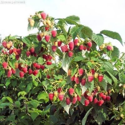 Малиновое дерево Таруса, C3 (2 года) - Dolina-Sad.Ru