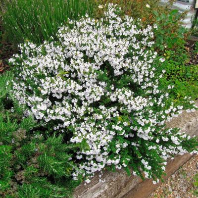 Простантера клиновидная Простантера клиновидная - Dolina-Sad.Ru