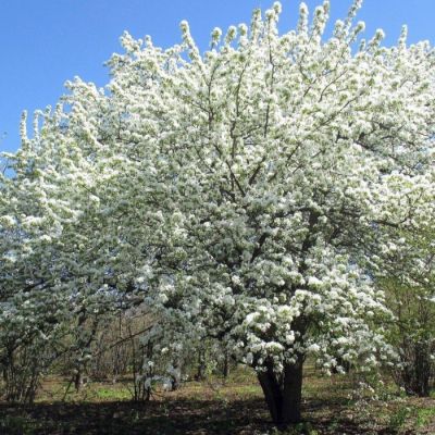 Груша Уссурийская Груша Уссурийская - Dolina-Sad.Ru