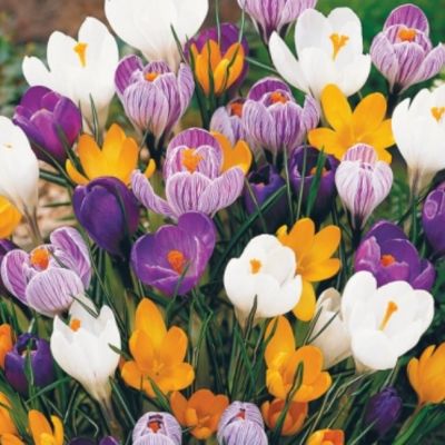 ПОДАРОК Крокусов Смесь (5 шт.) ПОДАРОК Крокусов Смесь (5 шт.) фото