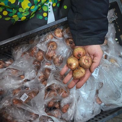 Гладиолус Файр Раффл Гладиолус Файр Раффл фото