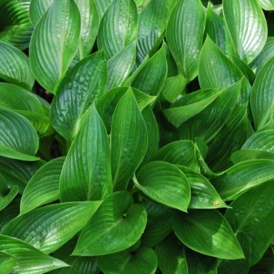 Хоста Девон Грин Хоста Девон Грин - Dolina-Sad.Ru