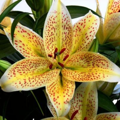 Лилия Тигермун Лилия Тигермун - Dolina-Sad.Ru