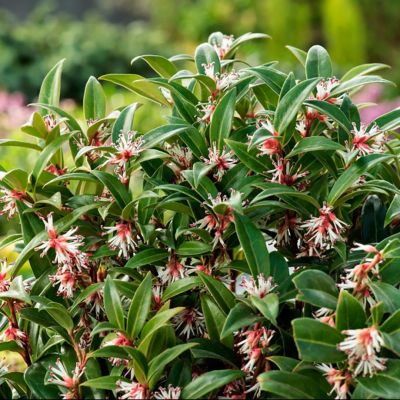 Саркококка Винтер Джем Саркококка Винтер Джем - Dolina-Sad.Ru