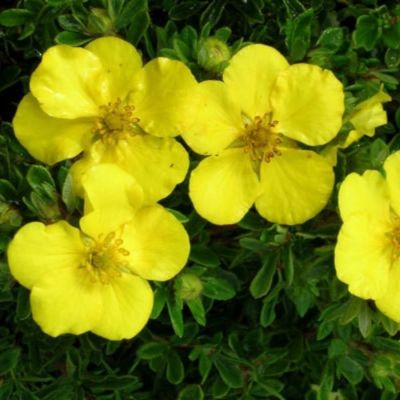 Лапчатка кустарниковая Голдтеппич, С1,5 Лапчатка кустарниковая Голдтеппич, С1,5 - Dolina-Sad.Ru