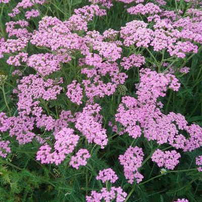 Тысячелистник Лилак Бьюти - Dolina-Sad.Ru