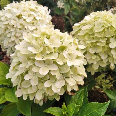 Гортензия метельчатая Литл Пассион, С3 - Dolina-Sad.Ru