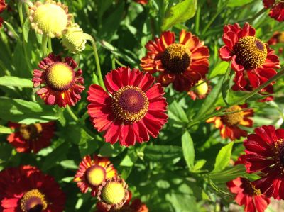 Гелениум Меранти Гелениум Меранти - Dolina-Sad.Ru