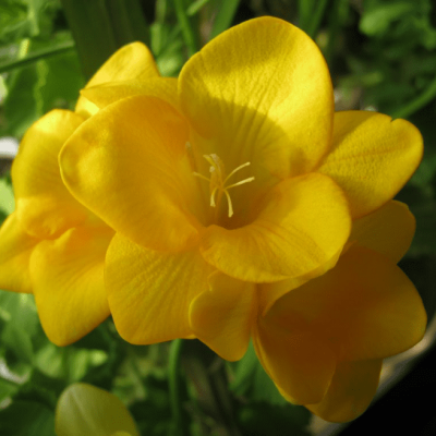 Фрезия махровая желтая фото