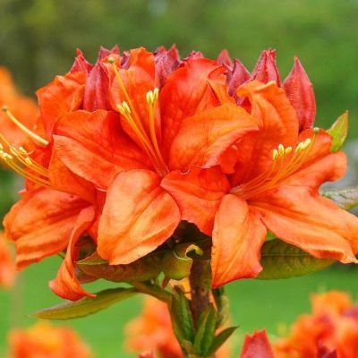 Рододендрон (Азалия) Спикс Оранж Рододендрон (Азалия) Спикс Оранж фото