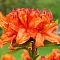Рододендрон (Азалия) Спикс Оранж Рододендрон (Азалия) Спикс Оранж фото