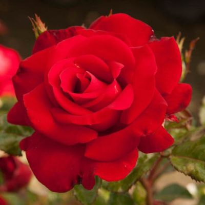 Роза Секси Ред - Dolina-Sad.Ru