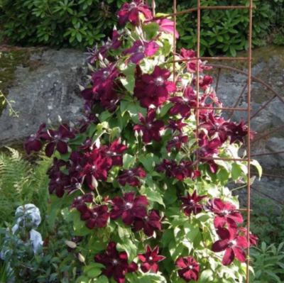 Клематис Вестерплатте Клематис Вестерплатте фото